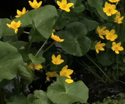 yellow flowers in a forest